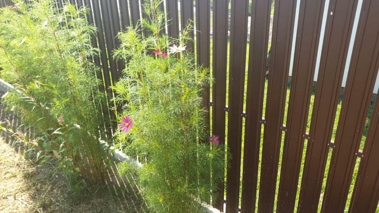 Valea IasuluiLa Curtea Argeseanaアパートメント エクステリア 写真